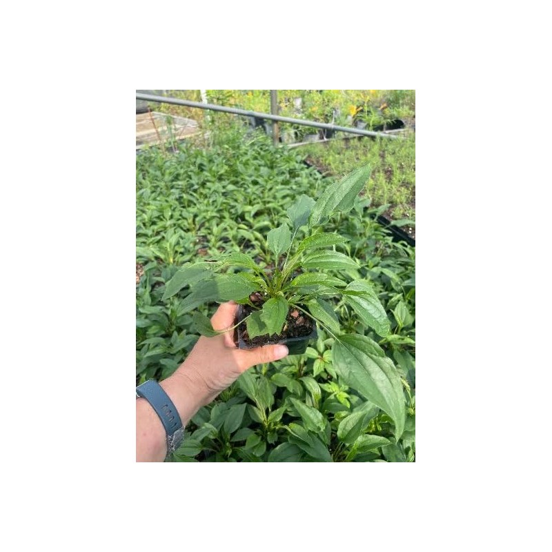 Daylily Nursery 3 Big Sky 'Sundown' Coneflower/Echinacea in 3.5 inch