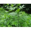 Honest Seed Co Mugwort Seeds (Artemsia-Vulg - 2500+