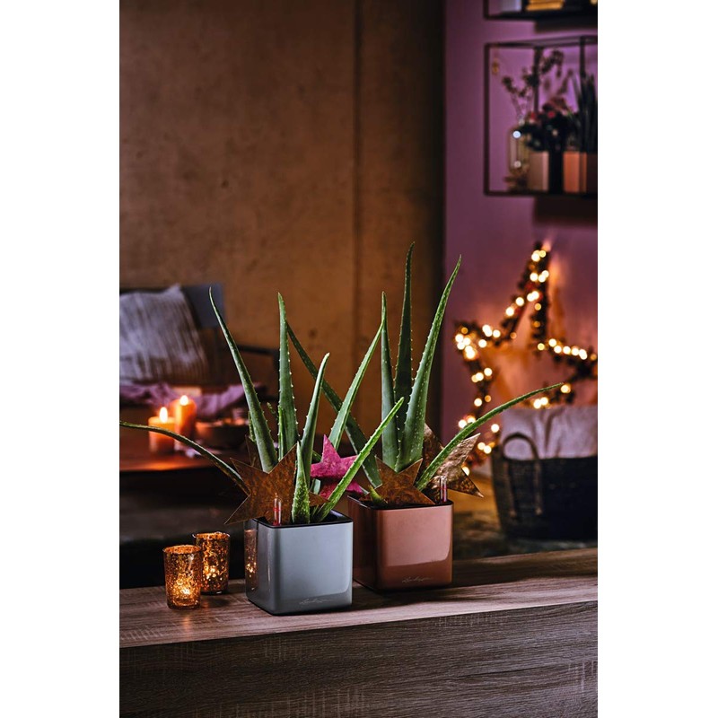 LECHUZA Cube Glossy 14 High-Quality Plant Cubes with Stick Irrigation