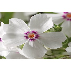 Greenwood Nursery: Live Ground-Cover Plants - Amazing Grace Creeping/Moss Phlox + Subulata - [Qty: 10x Pint Pots] - (Click for Other Available Plants/Quantities)