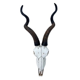 Top Brass 14 1/2" African Kudu Antelope Skull - Wall Mount Head - Rustic Safari Decor