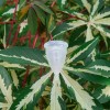 2 Copa Menstrual Angel Cup (chgde) 2 Vasos Esterilizador