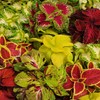 Outsidepride Coleus Wizard Mix - 200 Seeds