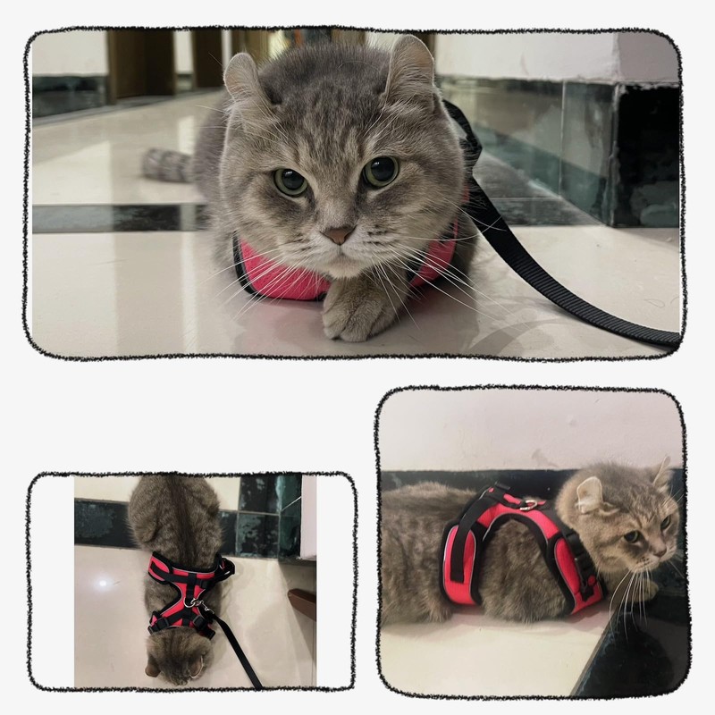 Harness for Cats (Black, XXS)