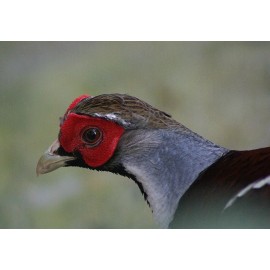 Handmade Elliot's Pheasant Taxidermy / Decoy Carving Reference Photo Cd
