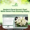 Outsidepride Pearl White Sweet Pea Seeds - 100 Pcs Perennial,