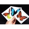 Large Butterfly Temporary Tattoos by Butterfly Utopia (6 Sheets)