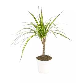 Succulents Box Dracaena Kiwi - 4" Pot, White Minimalist Pot with Saucer