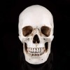 1Pc Life Size Human Skull Skull Resin White Model Replica