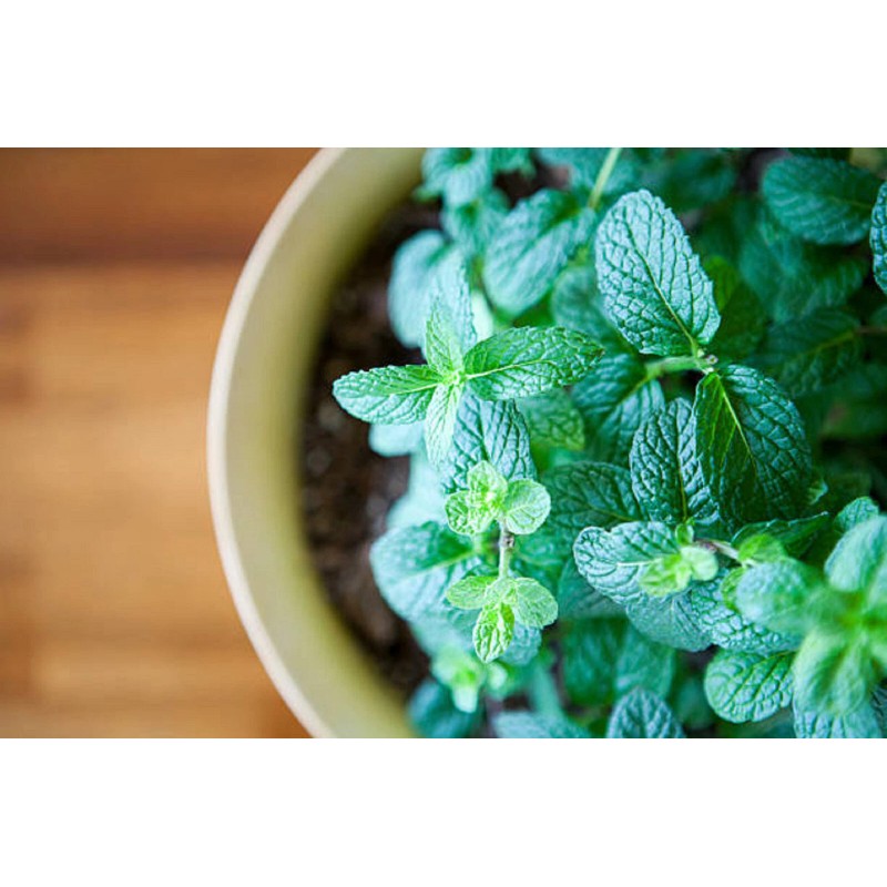Garden Mint Home Fragrance Oil for Oil Warmer and Mist