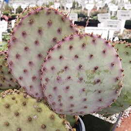 Opuntia Santa Rita pad Cutting Cacti Cactus Succulent Real Live Plant