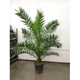 Seeds4planting - Seeds Canary Island Date Palm Rare Phoenix Perennial Tree