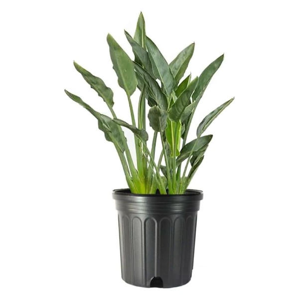 American Plant Exchange Live Orange Bird of Paradise Plant with Flowers, Plant Pot for Home and Garden Decor, 10" Pot