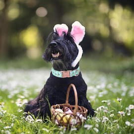 Babole Pet Easter Dog Collar for Small Dog,Chicken Rabbit Male Dog Collar with Safety Metal Buckle Adjustable Puppy Collars for Medium Large Boy & Girl Dog,S-Neck 10"-16"