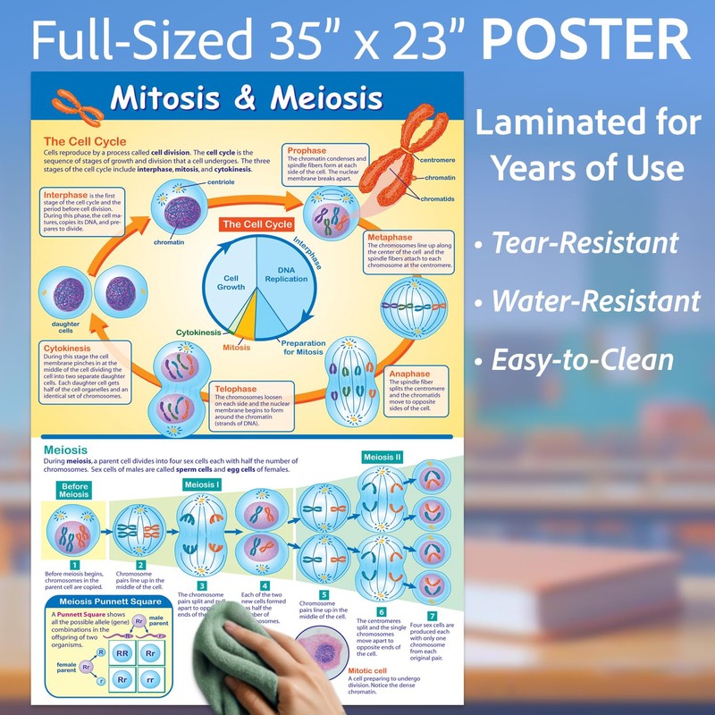 NewPath Learning Mitosis and Meiosis Poster - Laminated, Full-Color, 23"