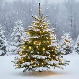 QBIS Battery Operated Christmas Lights, 100 Warm White Battery Operated Outdoor Christmas Lights with Timer, Waterproof Fairy Twinkle Lights, Pretty Christmas Lights Battery Operated with Green Wire.