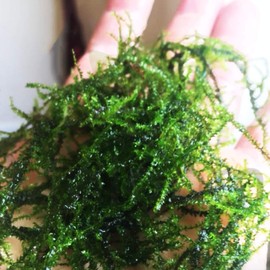 Mainam Vesicularia Dubyana | Java Moss (Naturally Grown) in Full Cup Live Aquarium Plant Decorations Freshwater Tropical Wide Terrarium Vivarium