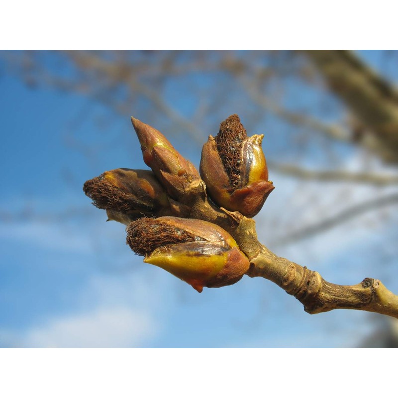 Health-Embassy White Poplar Buds | Populus Alba L | Herbal