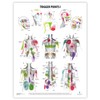 2 PACK Trigger Points I & II Poster Set, LAMINATED,