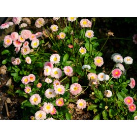 1000Pcs Daisy Mix Seeds Bellis Perennis Seeds for Planting Easy to Grow Outdoor Home Garden Flower Seeds Gardening Supplies