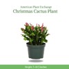 American Plant Exchange Live Christmas Cactus – 6-Inch Pot Cover