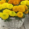 Outsidepride Tagetes Erecta Taishan African Marigold Flower Seed Mix -