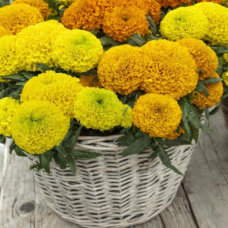 Outsidepride Tagetes Erecta Taishan African Marigold Flower Seed Mix -