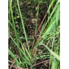 East Indian Lemongrass (Cymbopogon flexuosus) - approx 250 seeds