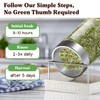 Seedboy Organic Non-GMO Sprouting Seeds, Immune System Booster - USA