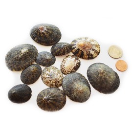 Florida Shells and Gifts 50 Natural Brown Limpet Seashells 1.25-2.5' (33-63mm) Craft Beach Coastal Cottage Decor, 1 1/4' - 2 1/2'