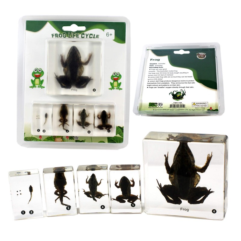 REAL BUG Frog Life Cycle, Set of 5