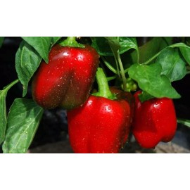 Honest Seeds 100++  SWEET Heirloom Big Red Bell Pepper Seeds | Organic NON-GMO | 2025 Season