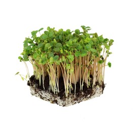 Buckwheat Seeds - 5 Lb ~60,000 Seeds - Organic, Non-GMO, Whole (Shell On) - Grow Buck Wheat Cover Crops, Microgreens, Lettuce