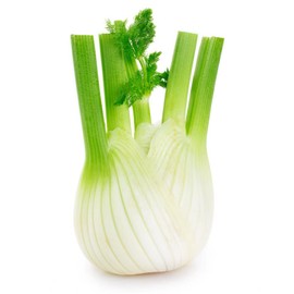 Florence Fennel Foeniculum vulgare Italian Premium Seeds for Planting Packet