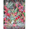 TeeLux Hibiscus Tea Bags, Premium Natural Hibiscus Flowers Tea, Caffeine