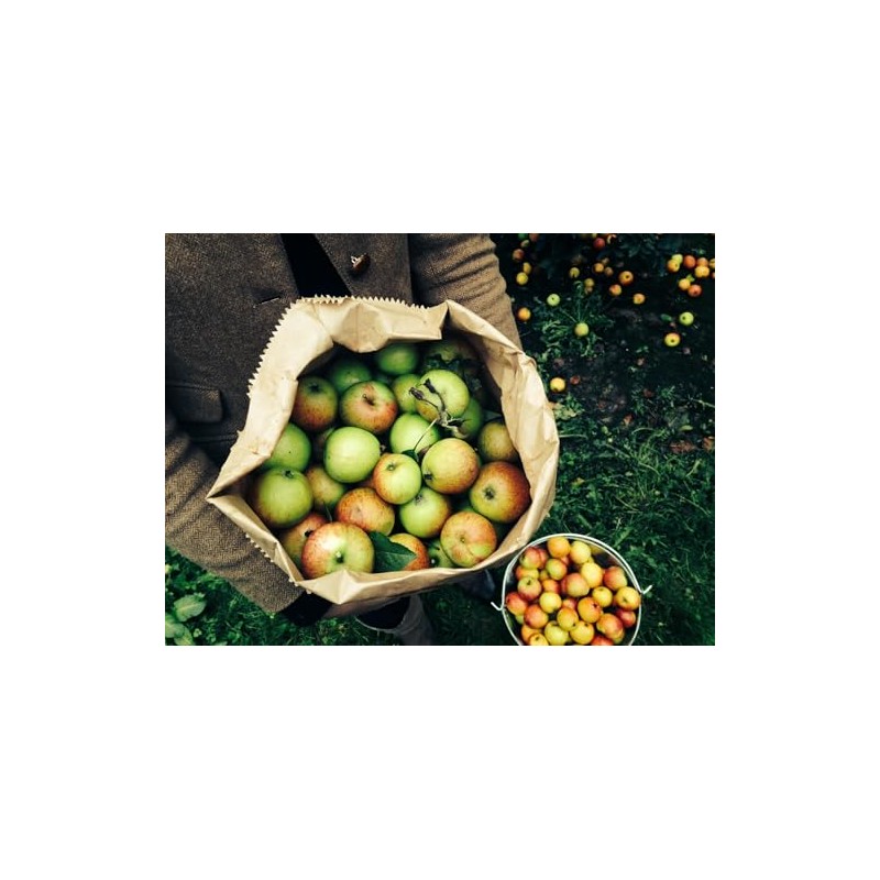 Willy's Organic ACV Apple Cider Vinegar with Mother - Probiotocs
