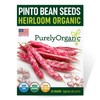 Organic Pinto Bean Seeds - USDA Organic, Non-GMO, Open Pollinated,