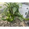 Potassium Polyacrylate – Super Absorbent Water Retaining Crystals for Plants,
