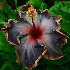 30 Pcs Black Hibiscus Flower Seeds for Planting - Stunning Rare Giant Flower Seeds Tropical Exotic Plant Striking Landscape Flower
