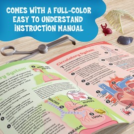 Thames & Kosmos Ooze Labs: Visible Human Body with Squishable Organs