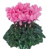 Cyclamen Seeds 15 Seeds Cyclamen Dreamscape Rose Eye Flower Seeds
