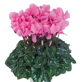 Cyclamen Seeds 15 Seeds Cyclamen Dreamscape Rose Eye Flower Seeds