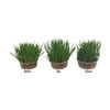 Pet Grass Variety Pack by Cat FurNature