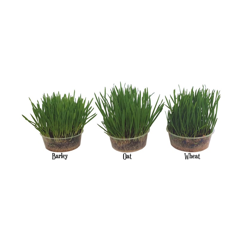 Pet Grass Variety Pack by Cat FurNature