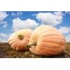 Pumpkin Seeds for Planting – 4 Variety Pack: Big Max,