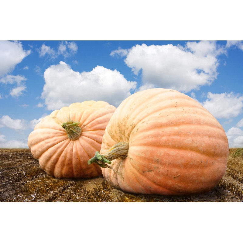 Pumpkin Seeds for Planting – 4 Variety Pack: Big Max,