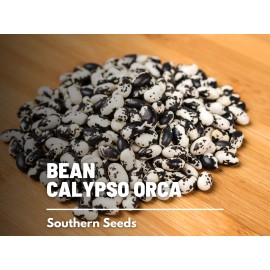 Fresh Bean, Calypso (Orca) - 25 Seeds, Bush, Heirloom Vegetable (Phaseolus vulgaris)