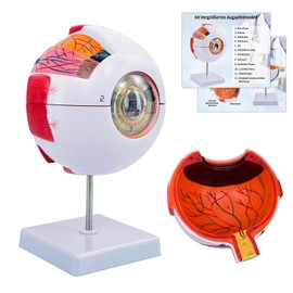 Eye Anatomy Model, 6X Enlarged Eyeball Model, Human Eye Anatomical Model for Science Education Students Study Display Medical Teaching