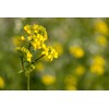 CEMEHA SEEDS - Seeds Yellow Mustard Non GMO Vegetable for