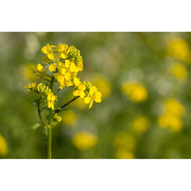 CEMEHA SEEDS - Seeds Yellow Mustard Non GMO Vegetable for